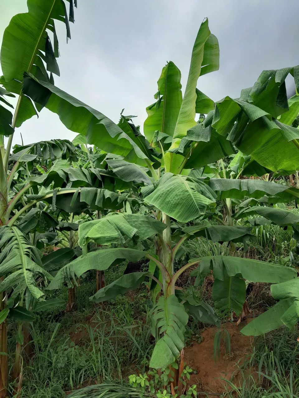 Mudas de banana terrinha - Foto 2