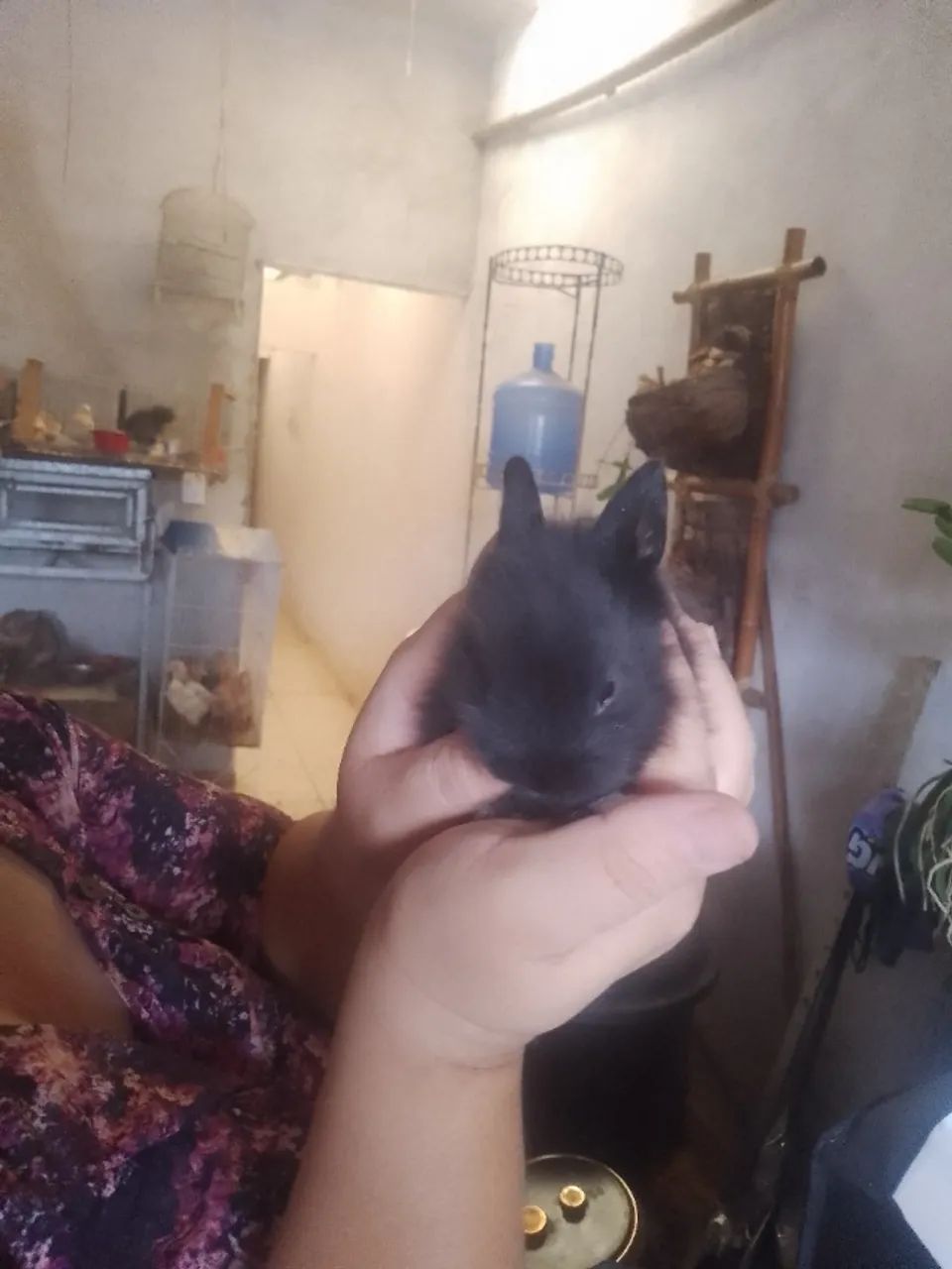 Animais 