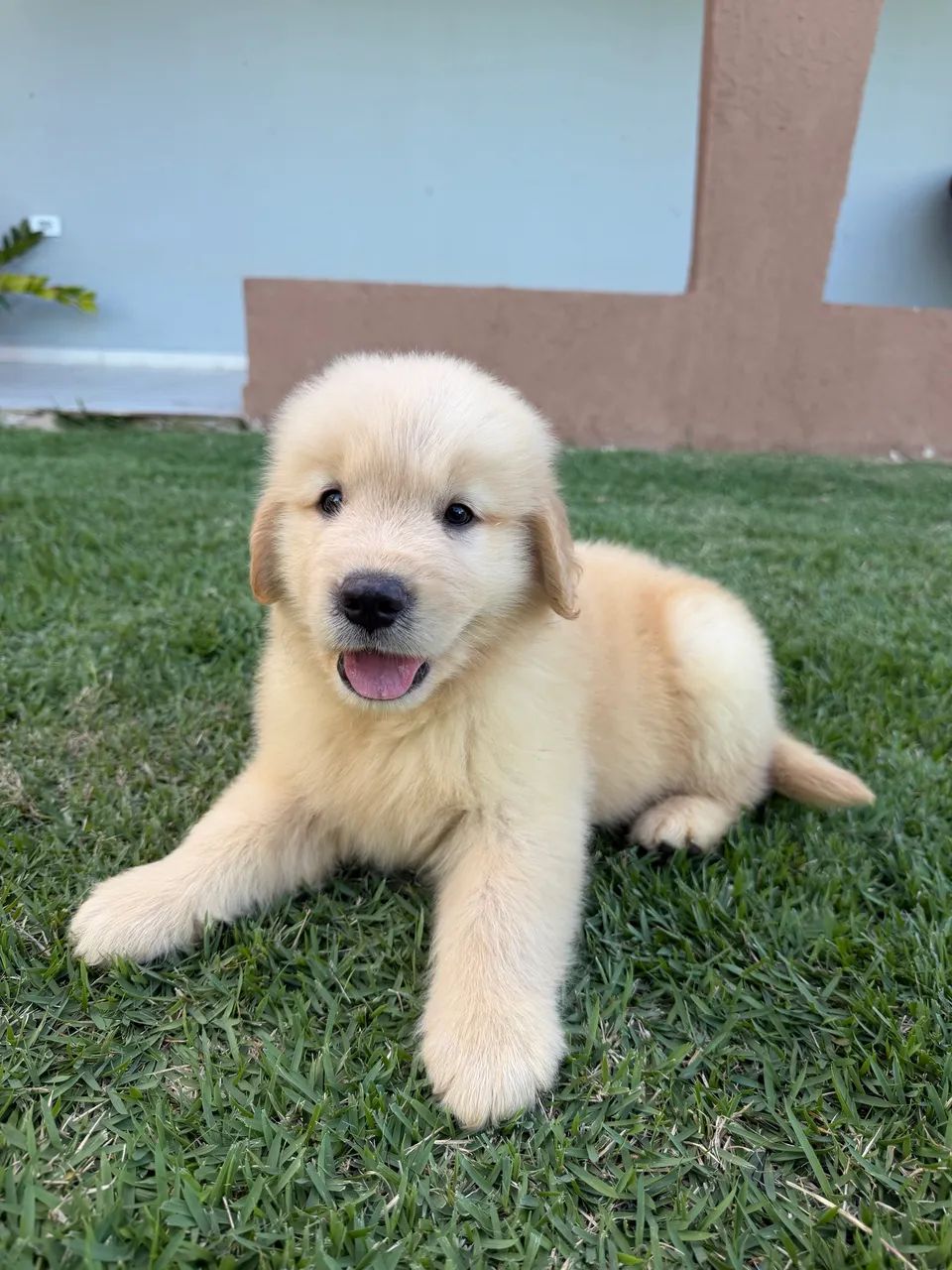Lindos Filhotes de Golden retriever  - Foto 2