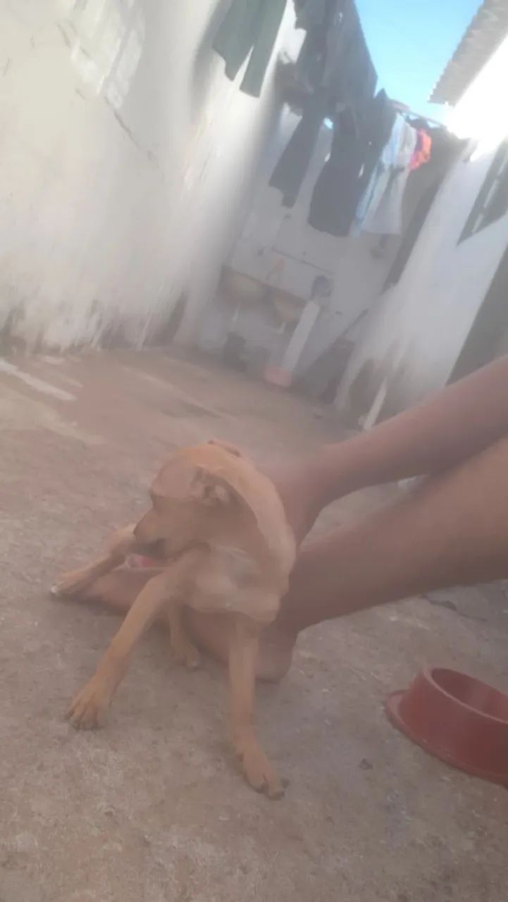 Doação cachorro - Foto 4
