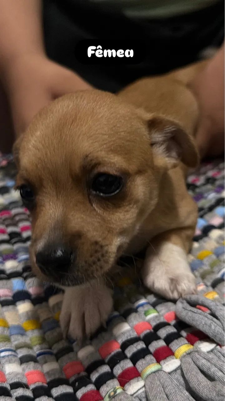 Doação de cachorro - Fêmeas  - Foto 3
