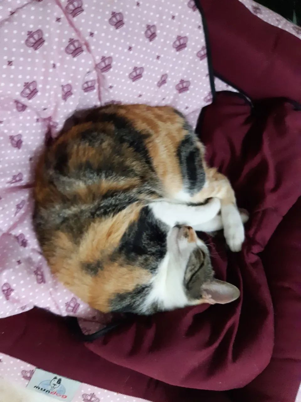 Gatinha doação  3 aninhos. - Foto 2