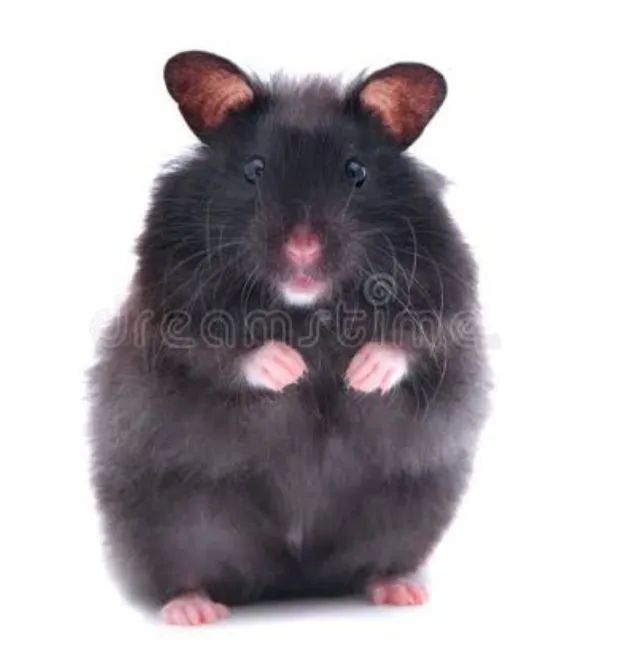 Hamster Siria disponivel