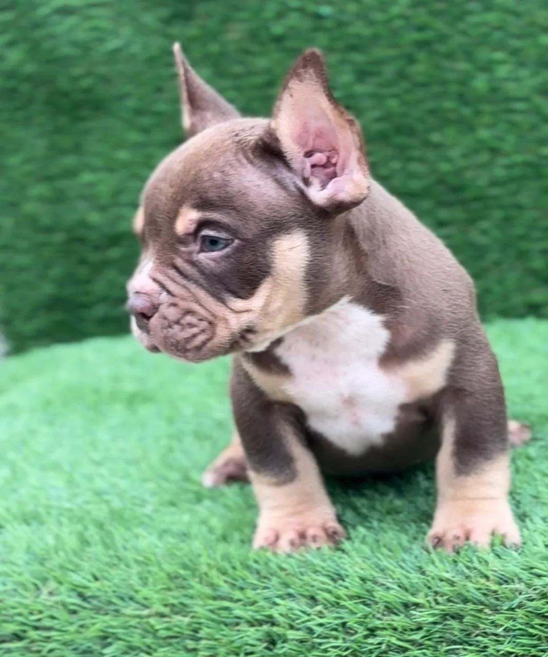 American bully micro  - Foto 5