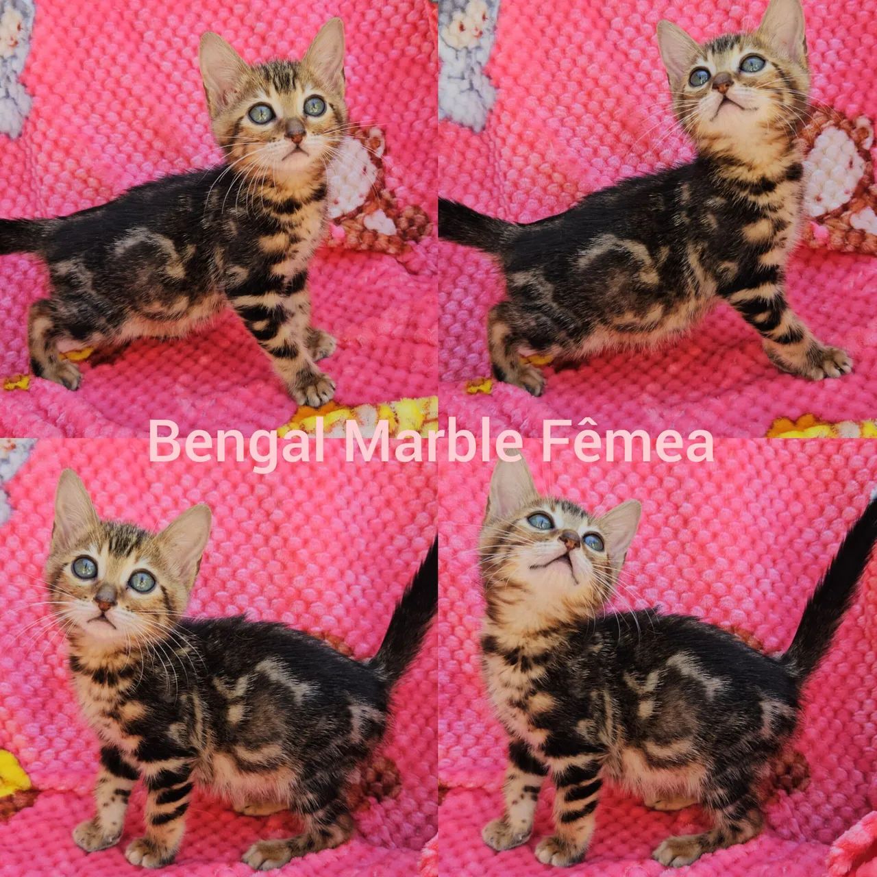  Bengal Filhotes - Gatil BSB Cat  - Foto 3