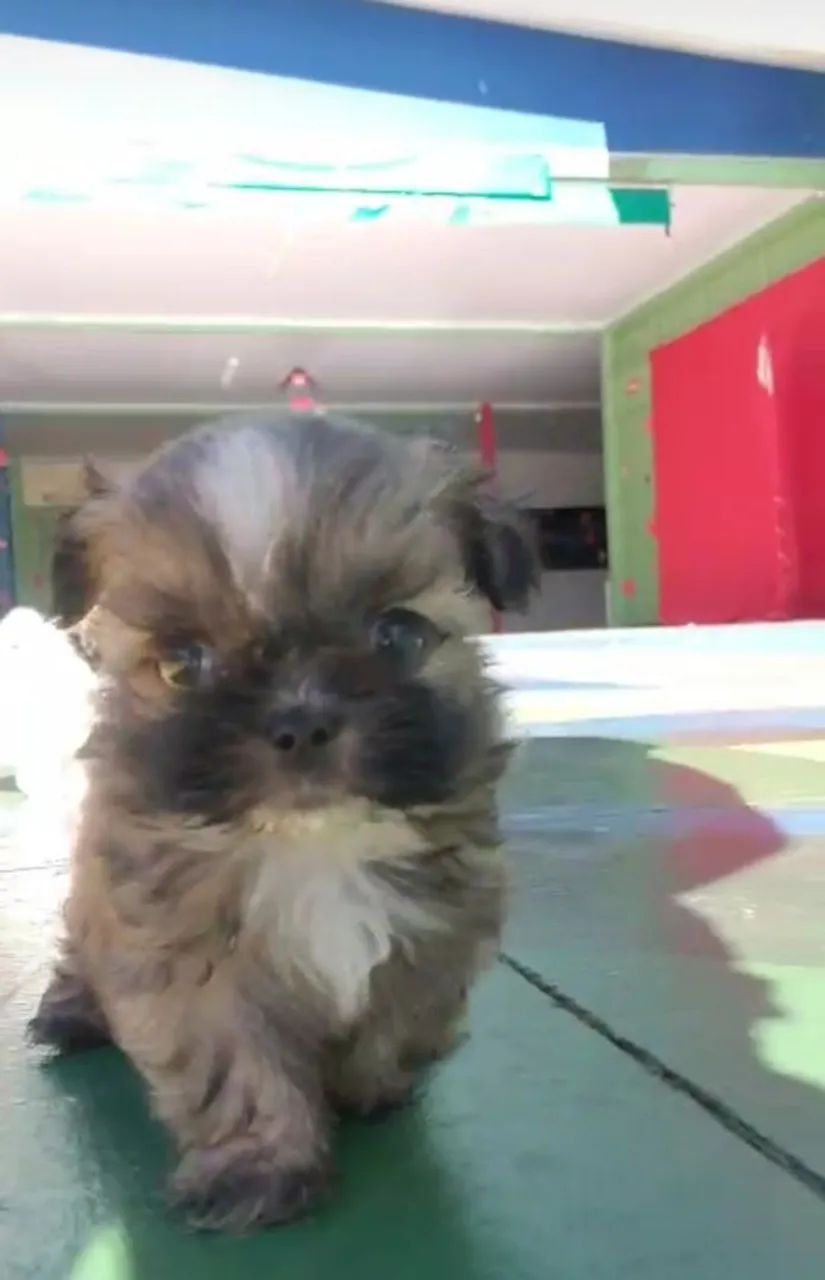 Vendo filhote de shih tzu macho na cor cinza com marrom