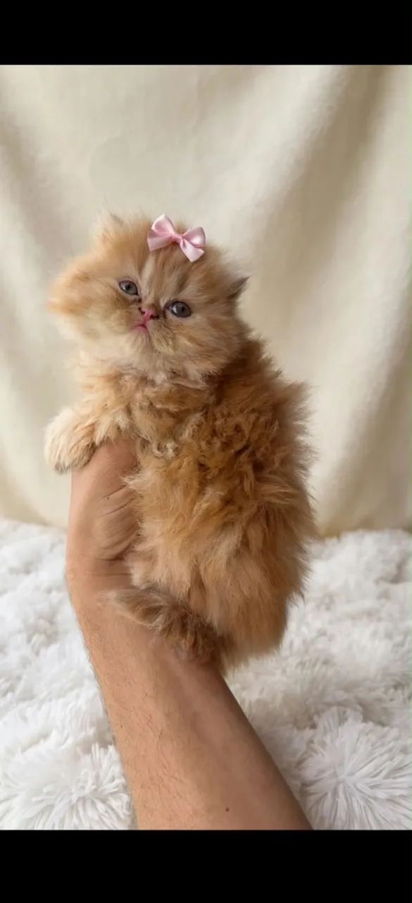 Lindas filhotes de Gata persa 