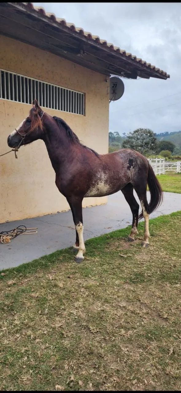 Potro Mangalarga  - Foto 2