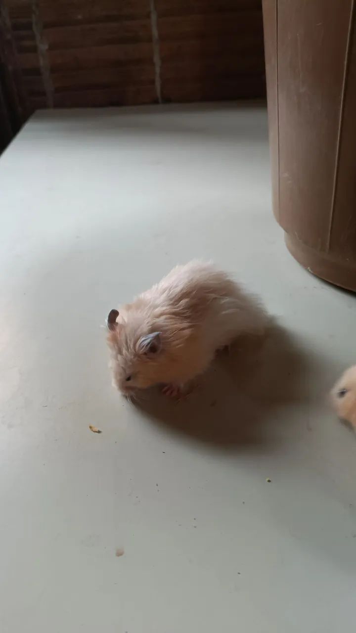 Hamester filhote  - Foto 3