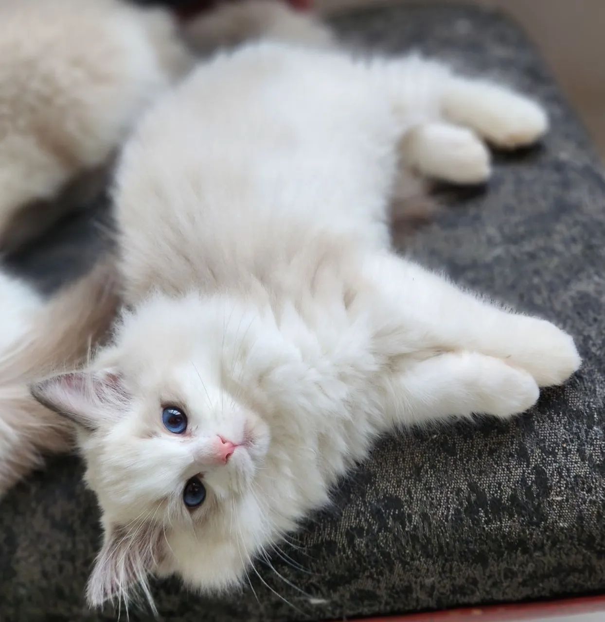 Ragdoll macho - Foto 4