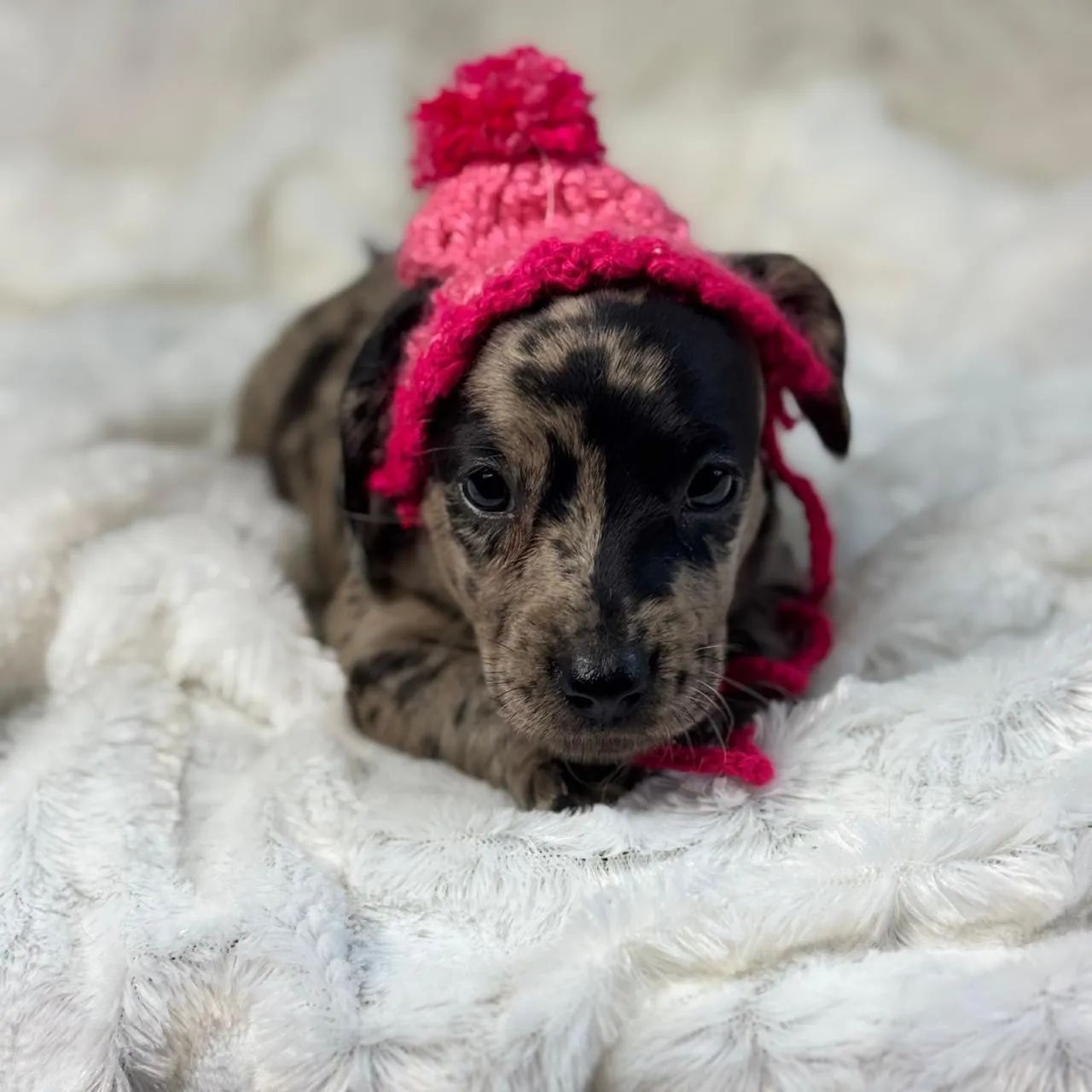 Dachshund Arlequim (Dapple)  - Foto 3
