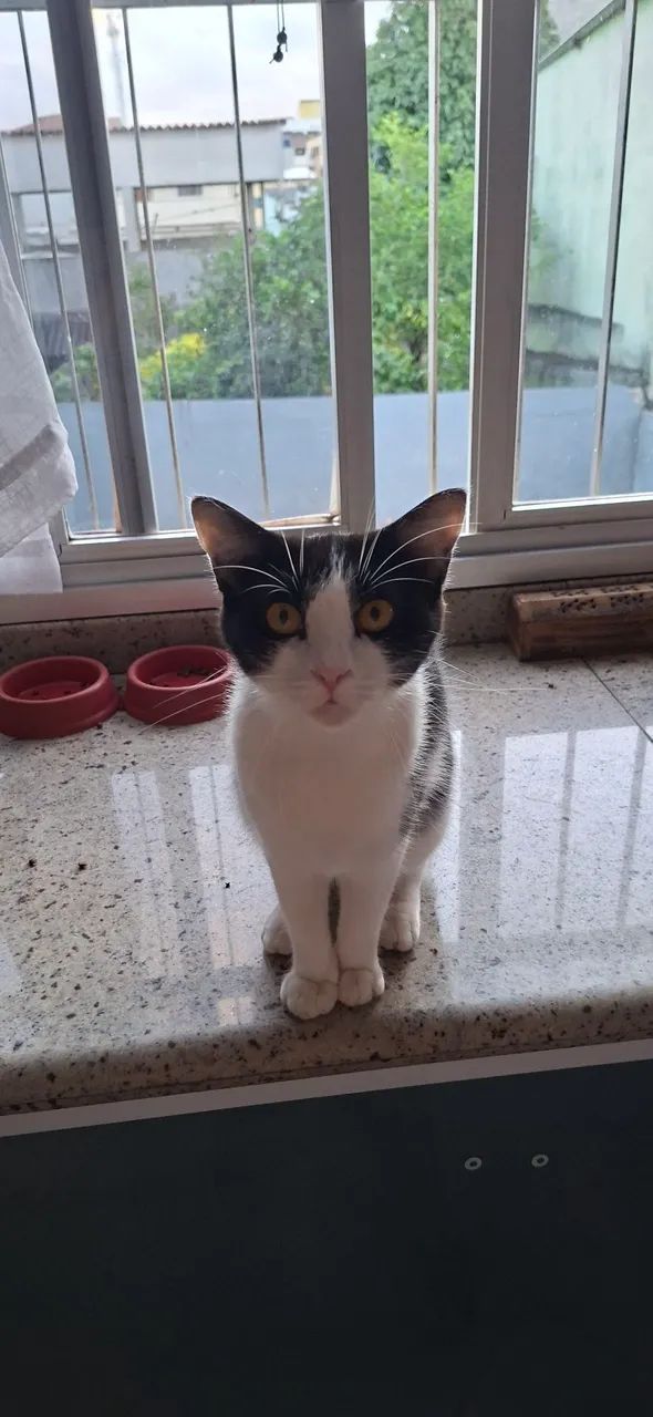 Gatinha