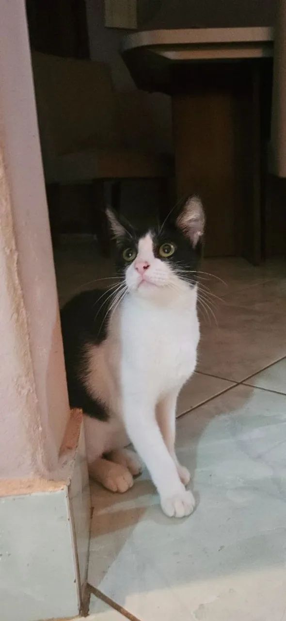 URGENTE - Gata fêmea para doação - Foto 2