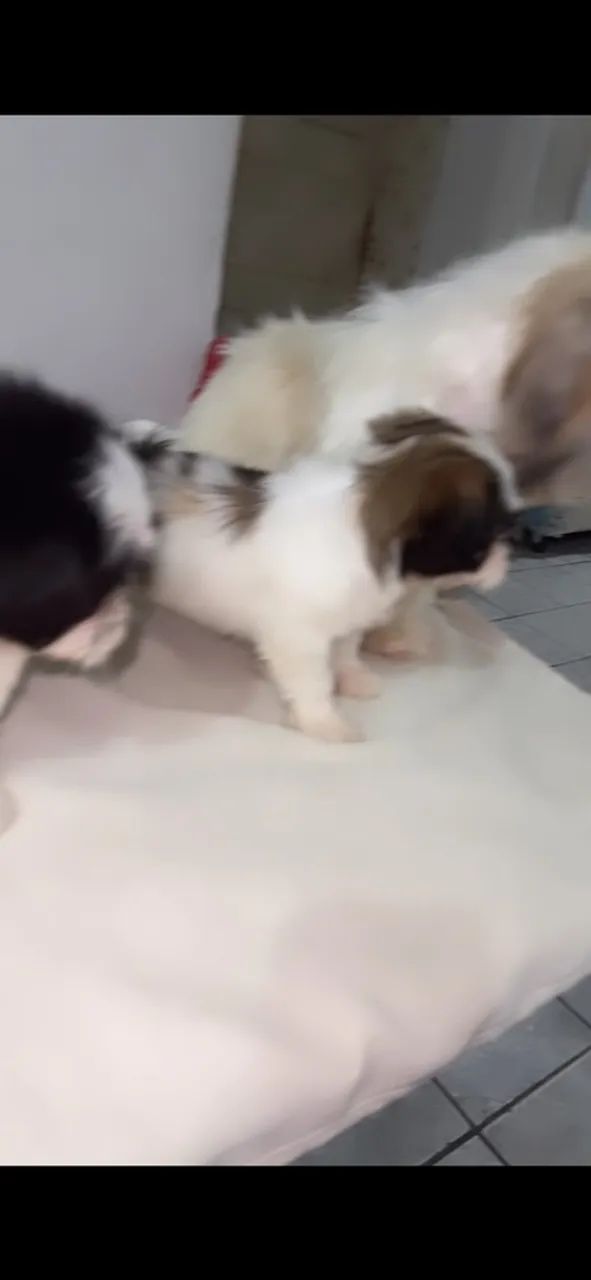Cachorros - Foto 2