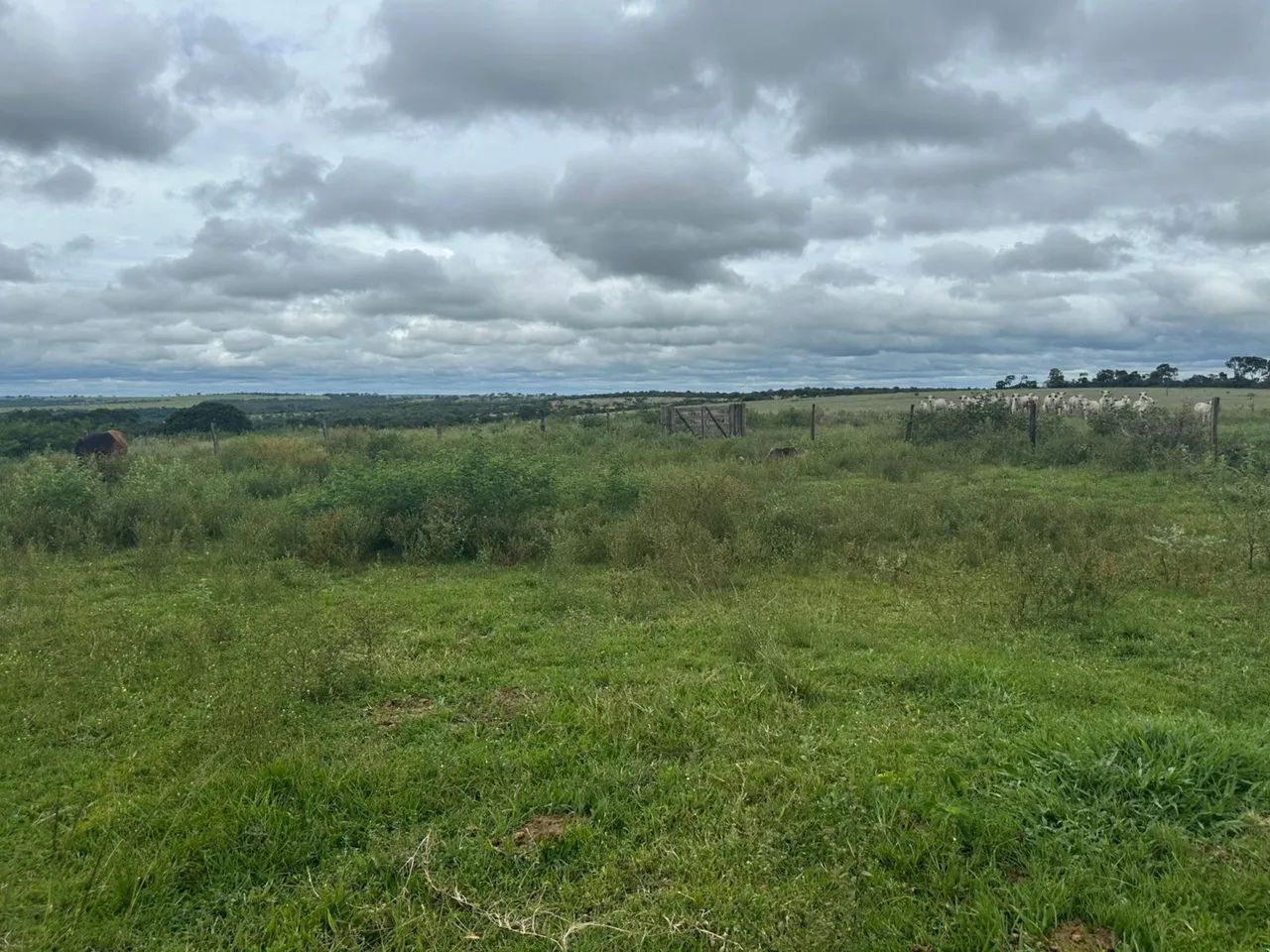 Fazenda dupla aptidão  em frutal Minas Gerais 