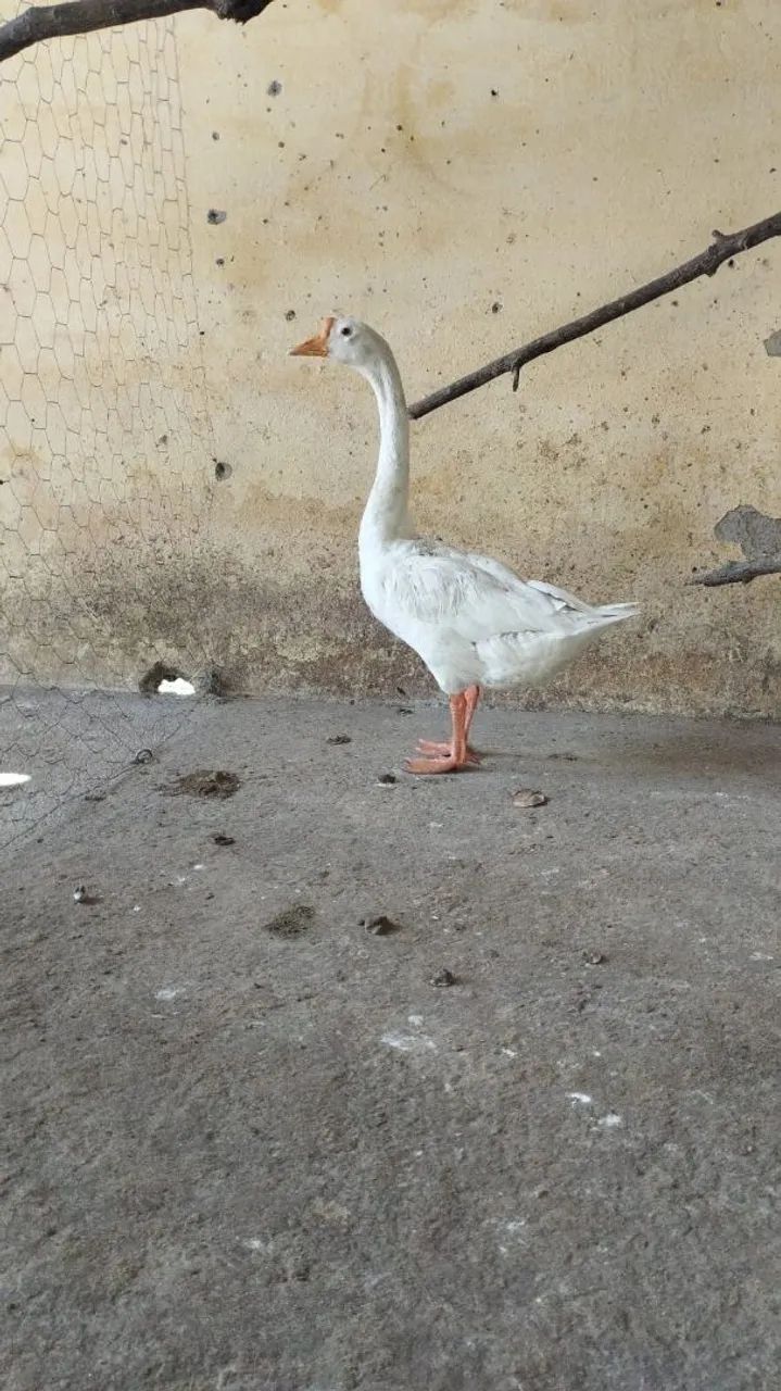 Vendo ganso - Foto 5