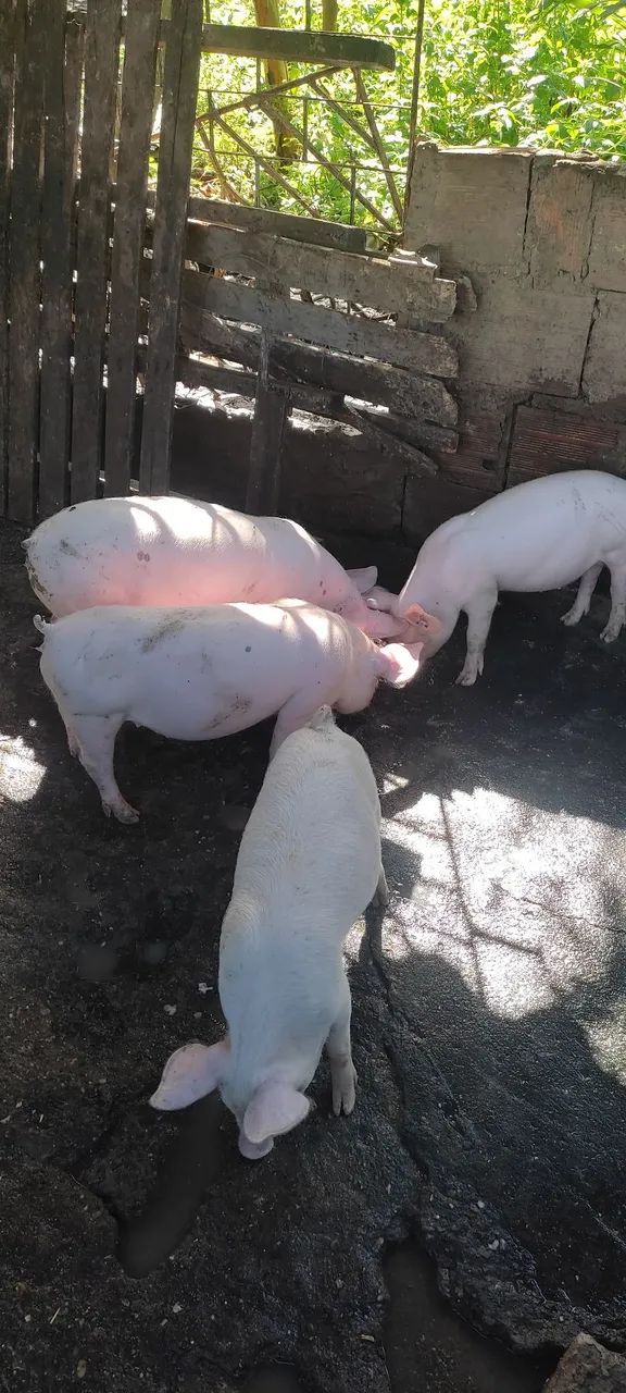 Bacurinhos 
