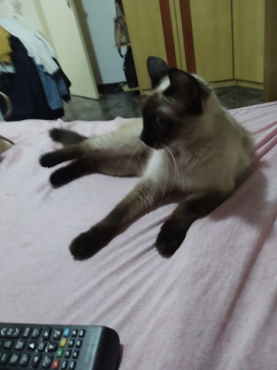 Doa-se gatinha siamesa - Foto 3