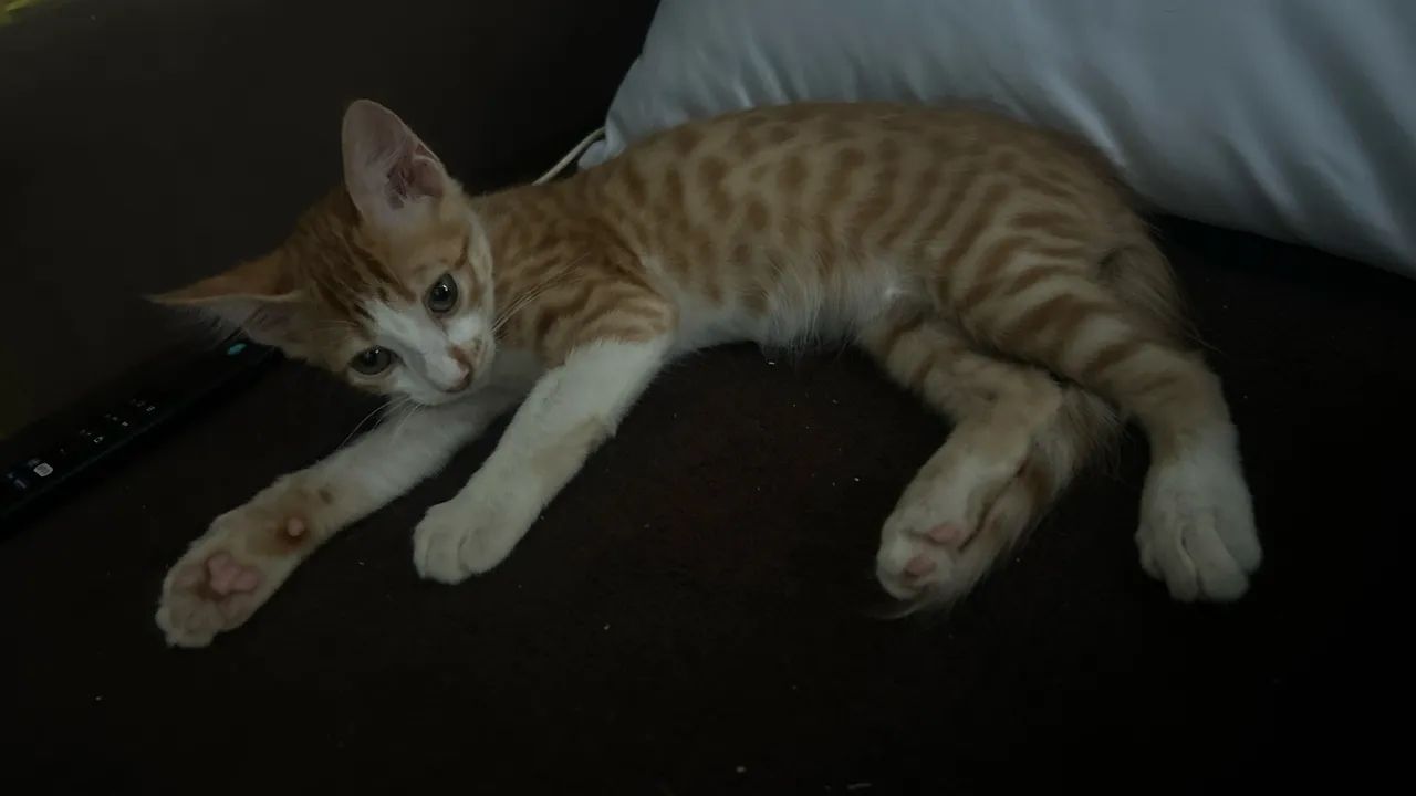 Dupla linda de gatinhos - Foto 4