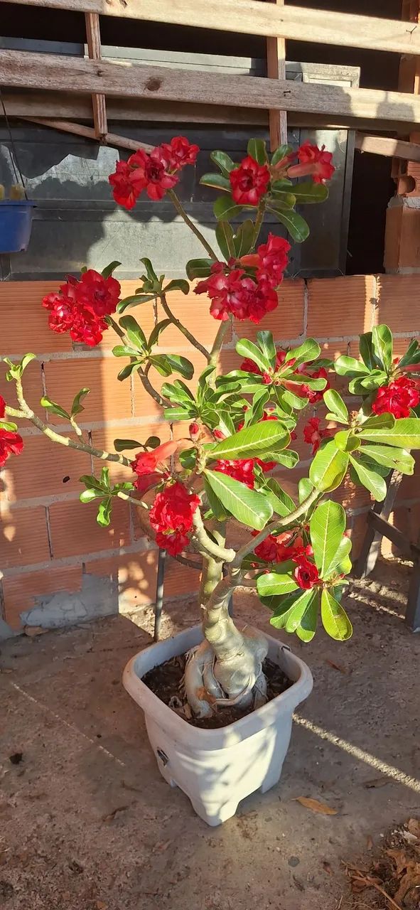 Rosa do deserto dobrada  - Foto 3