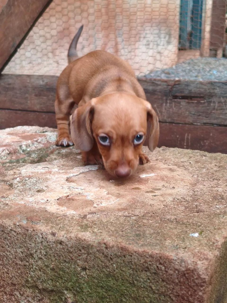 Cofap mini Macho  - Foto 2