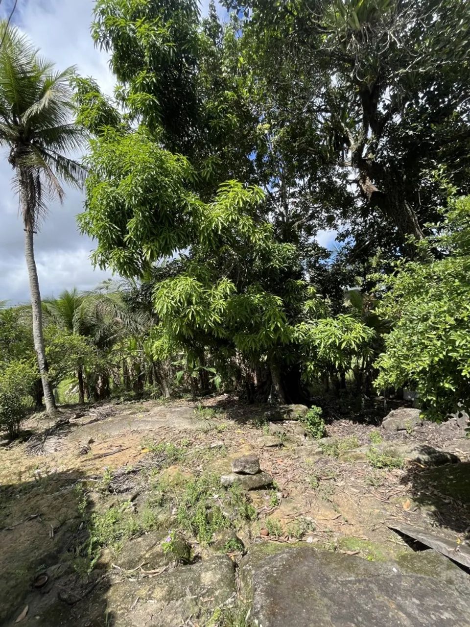 Fazenda para Venda em Joaquim Gomes, Centro - Foto 5