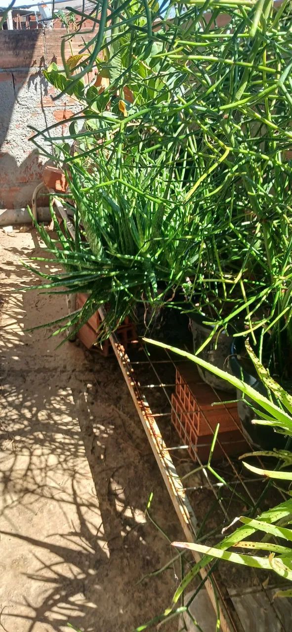 Plantas babosa e aveloz - Foto 2