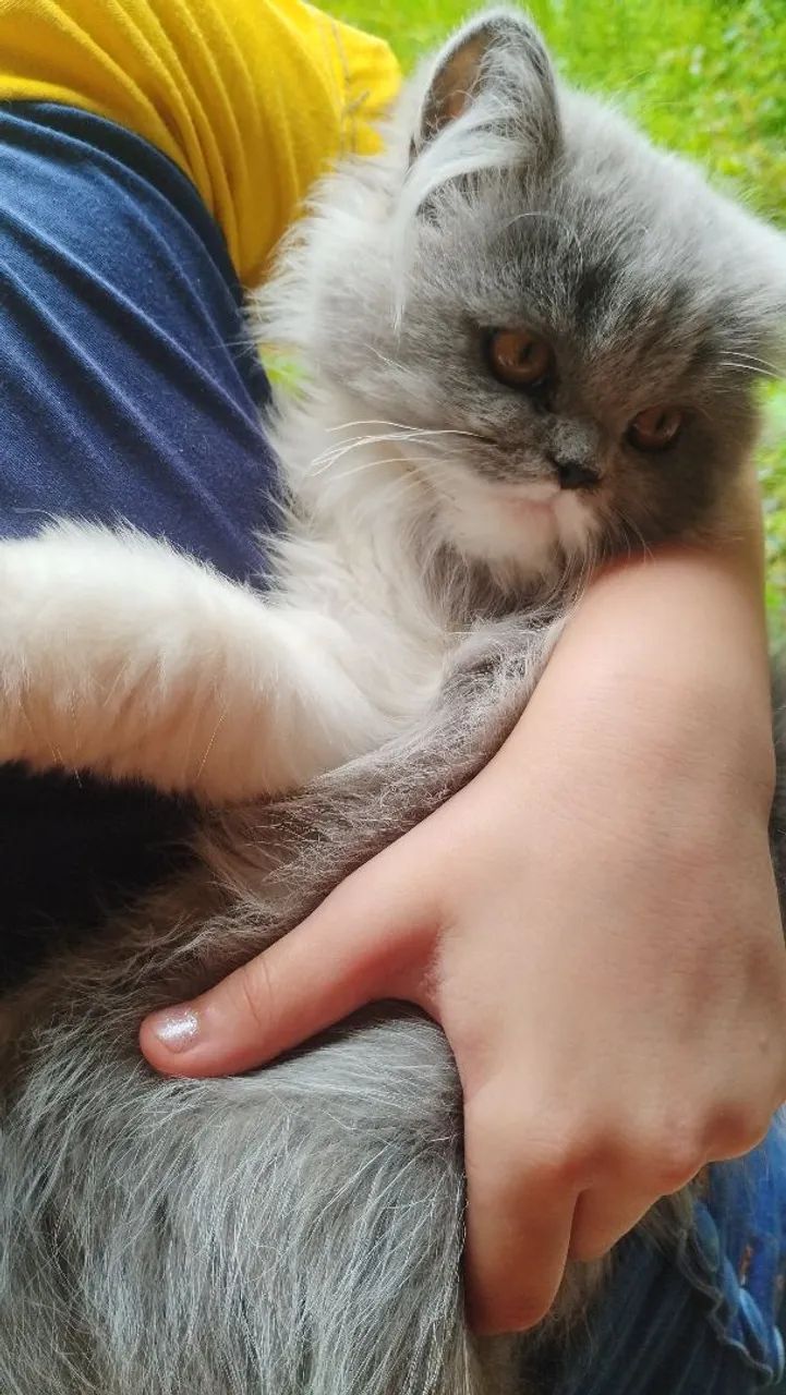 Gato persa macho - Foto 6