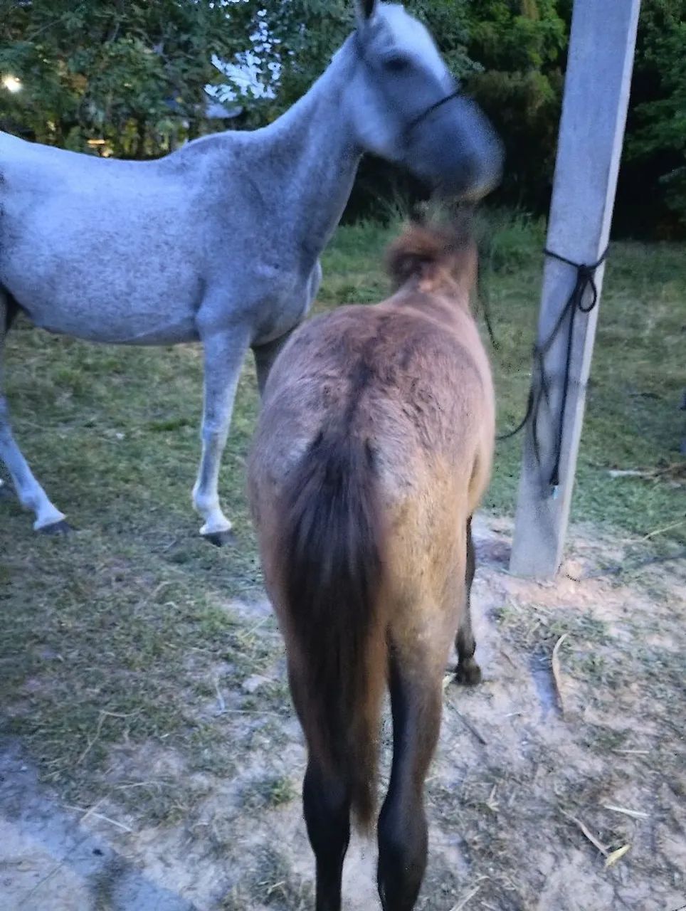 Linda potra mestiça e sua mãe já prenha - Foto 2