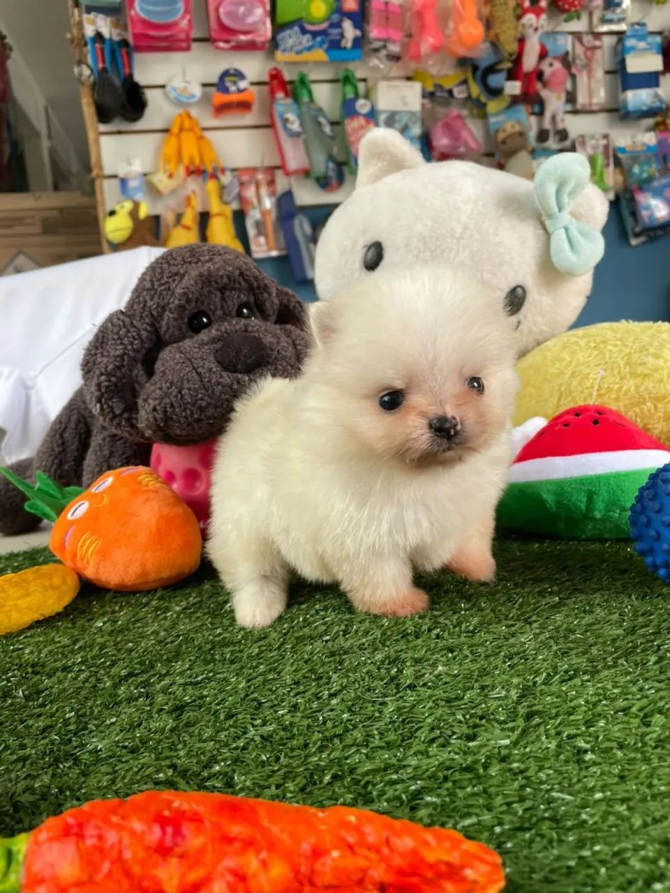 Spitz alemão machinho mini 