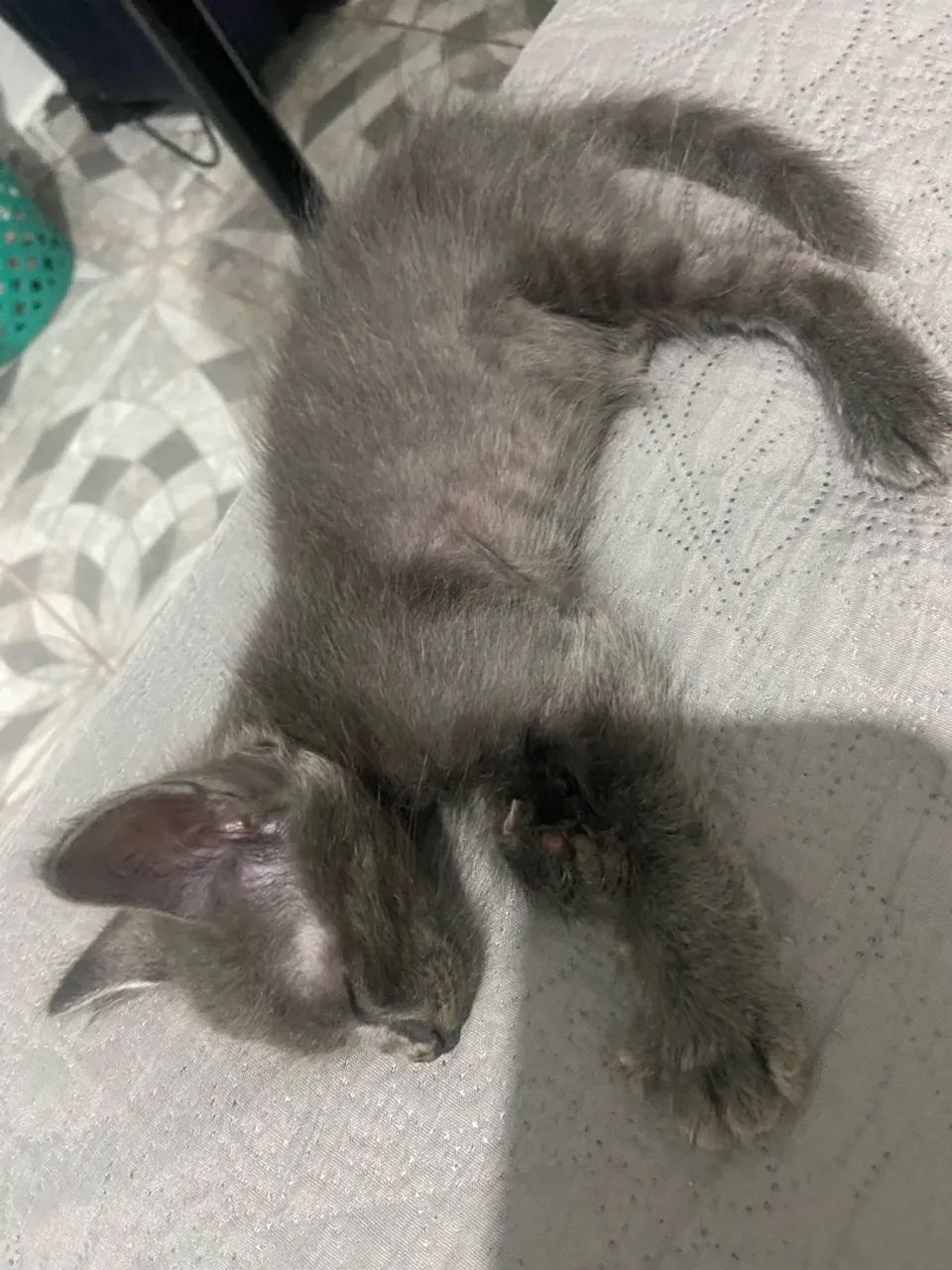 Gatos  - Foto 3