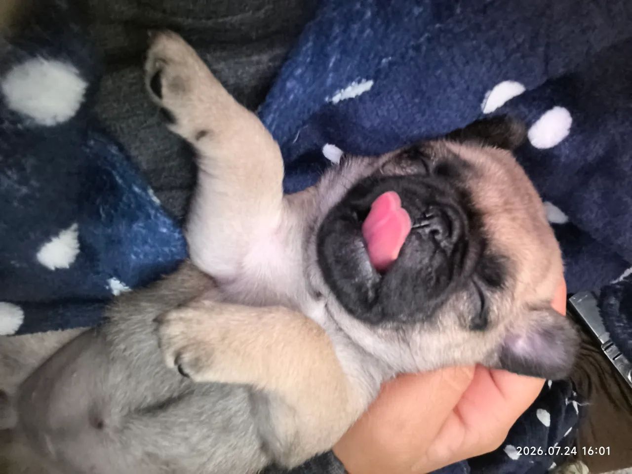 Vendo pug abricot macho