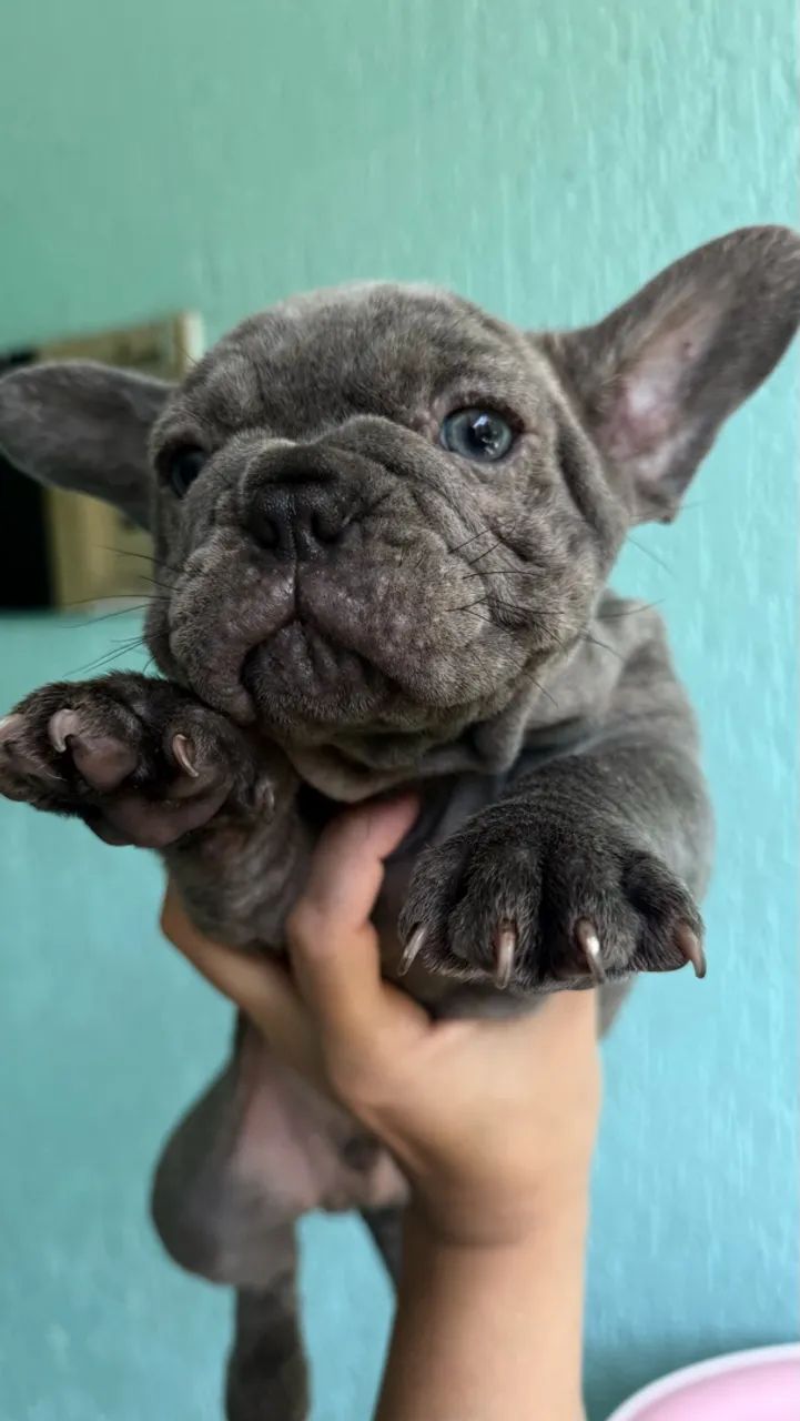 Buldogue francês  - Foto 2