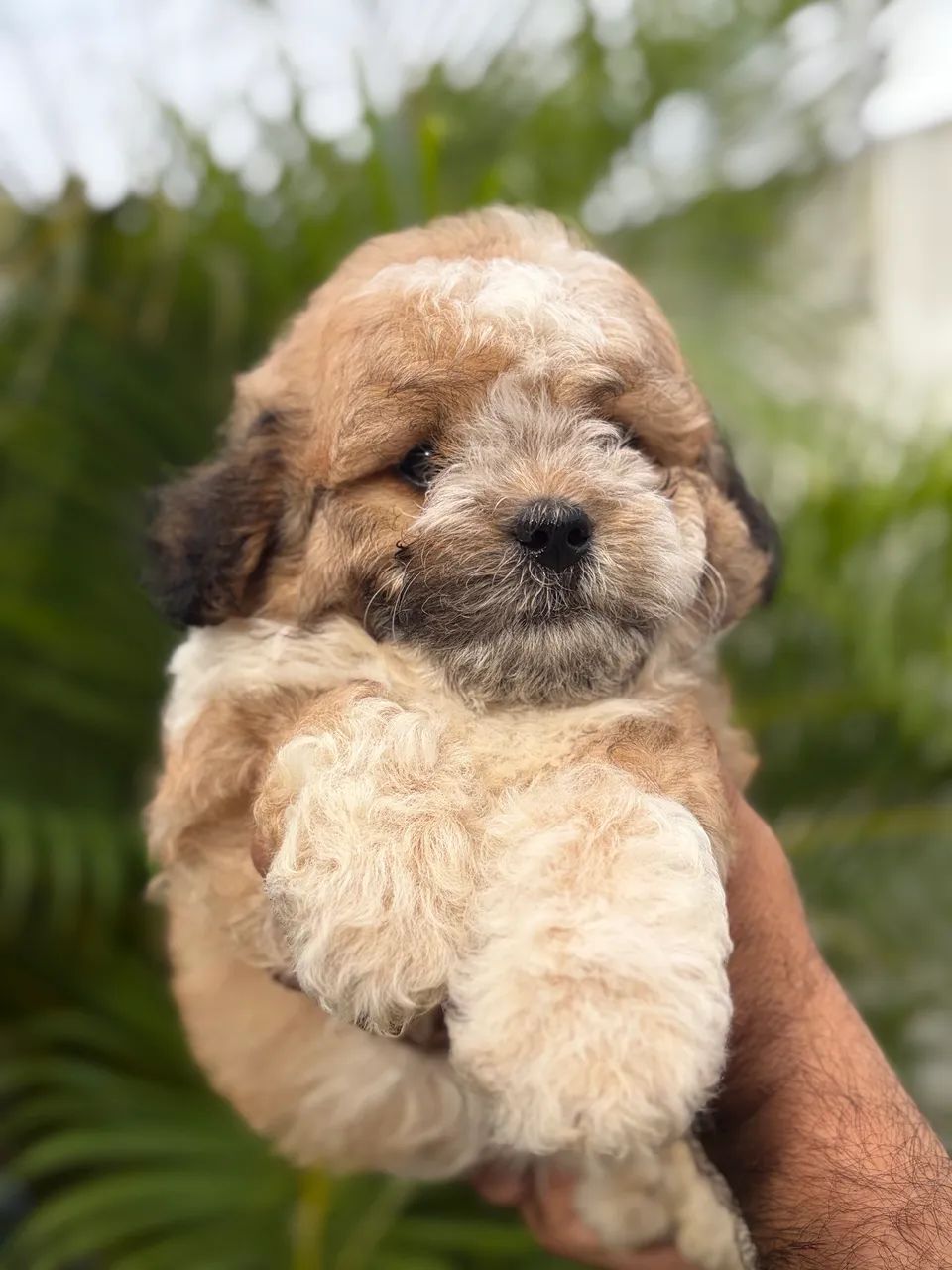 Shih tzu MACHO - Foto 5