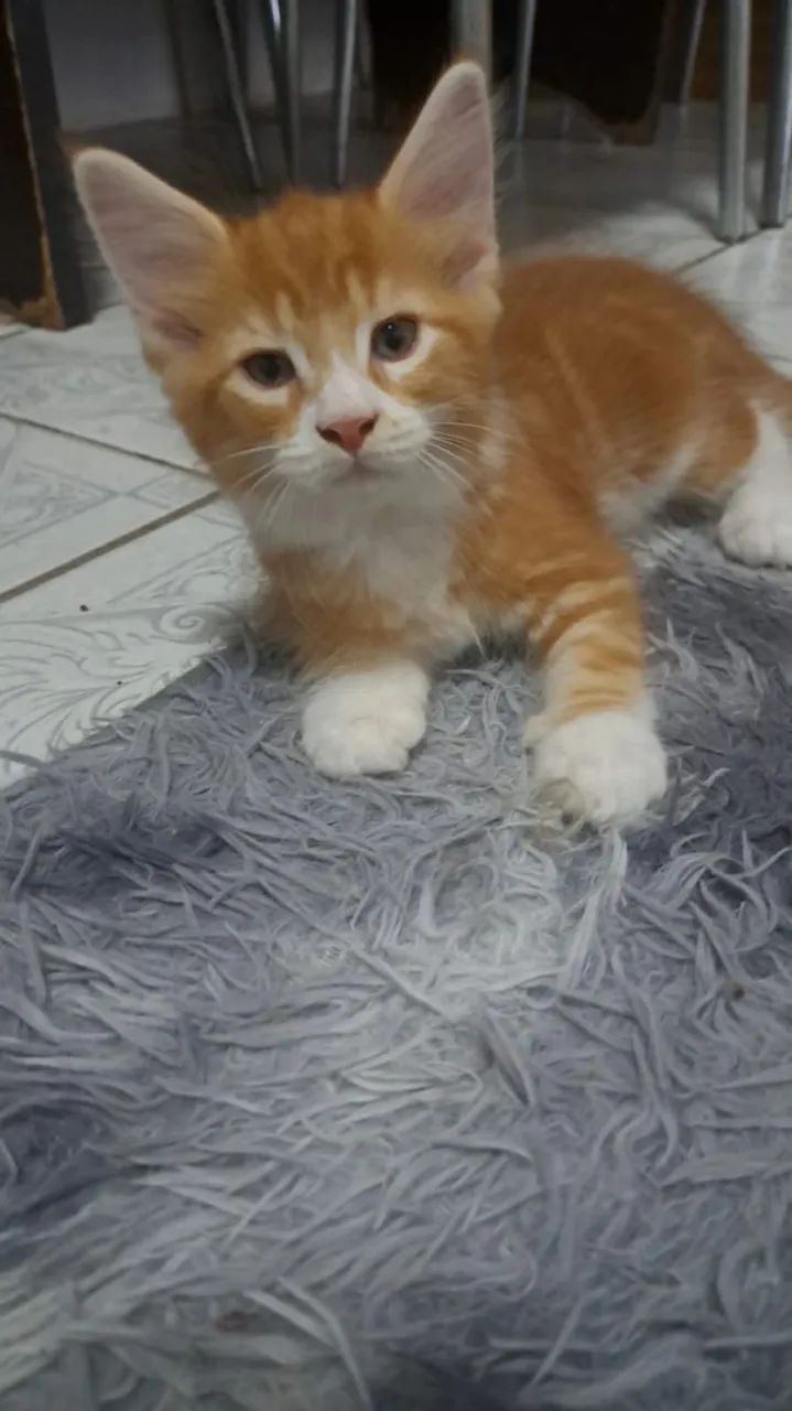 Maine Coon - Foto 3