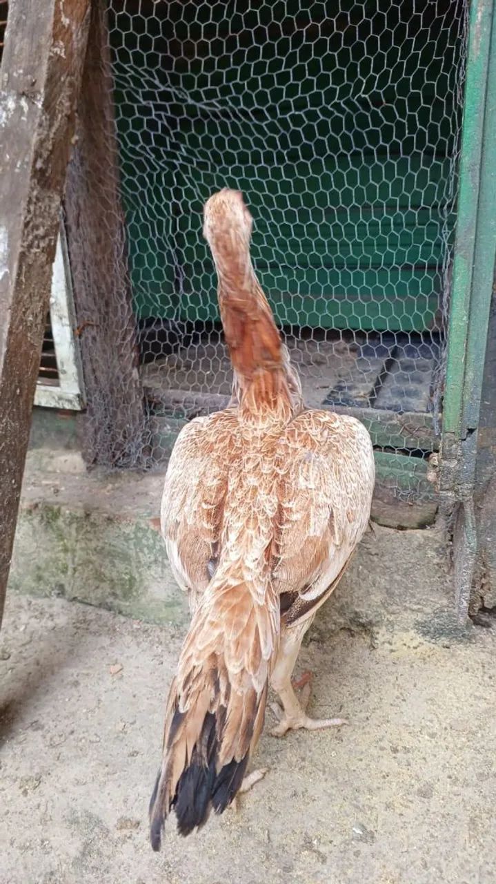 Galinha  - Foto 2