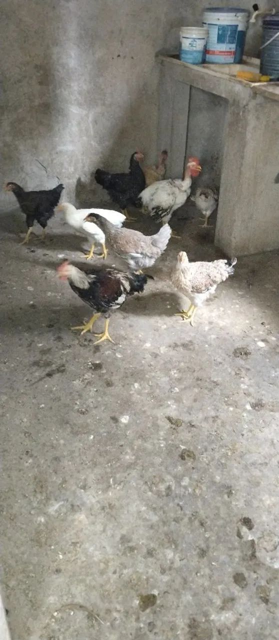 Vende-se galinhas - Foto 4