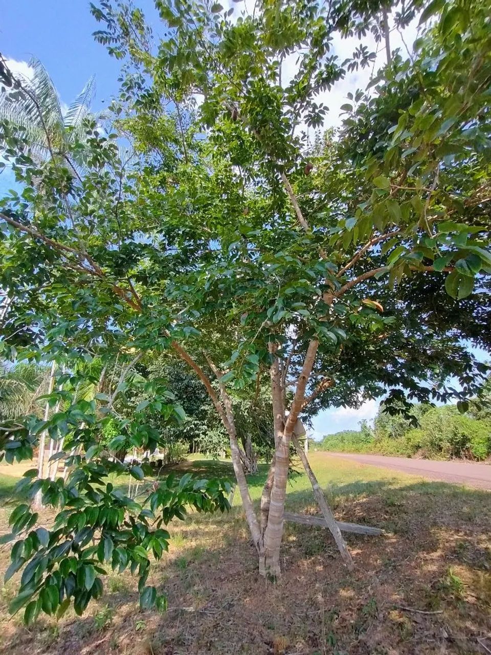 Vendo Sítio - AM 240 Estrada de Balbina - Foto 3