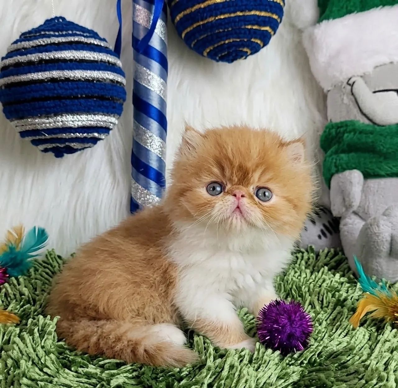 Gatinhos persa show - Foto 4