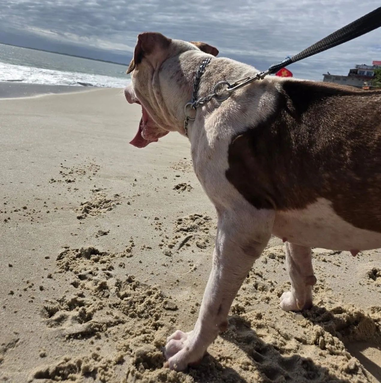 Pit Bull - Foto 3