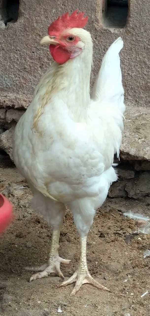 Frango