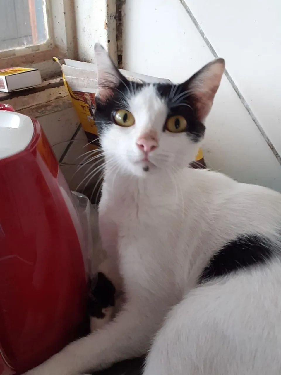 Doação de gatas fêmeas - Foto 3