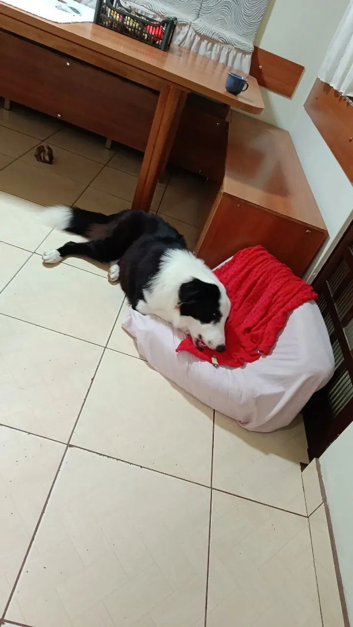 Vender cachorro  - Foto 2