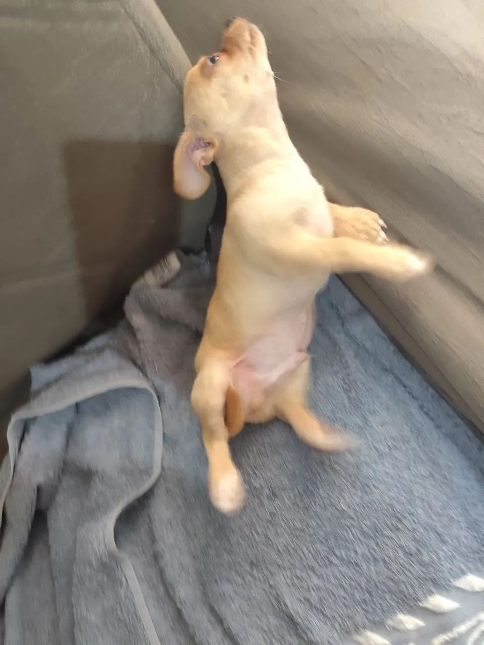 Animais de extinção  - Foto 5