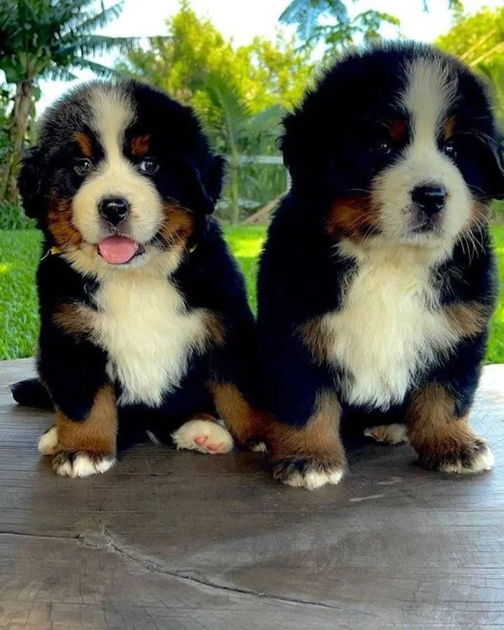 bernese lindos bebes - grande e para guarda