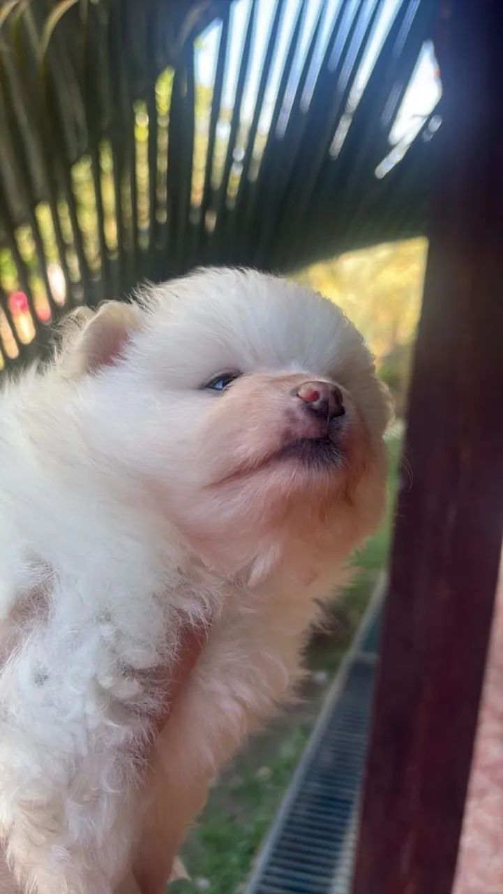 Filhotes spitz Alemão - Foto 5