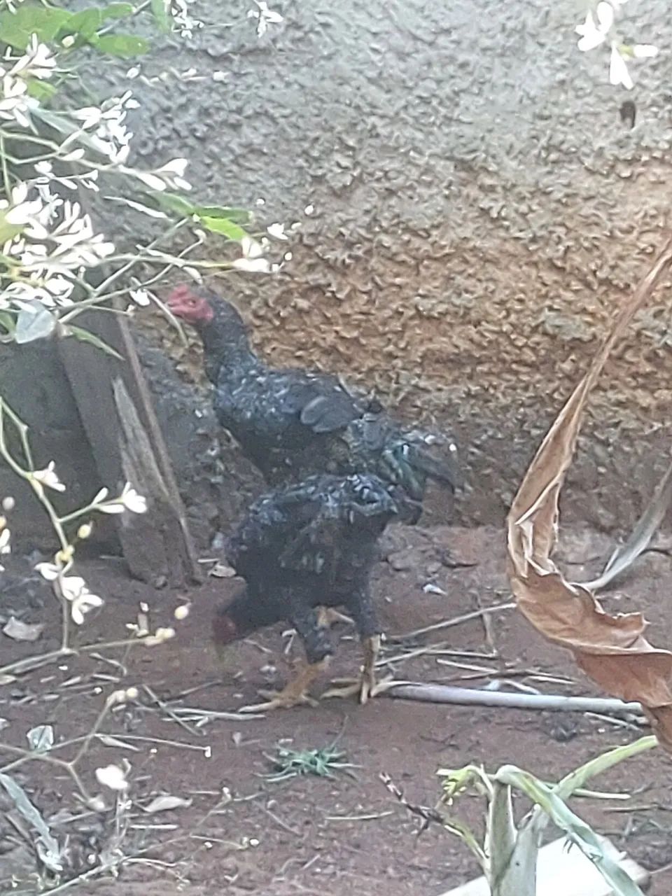 Galos caipiras vivos - Foto 5