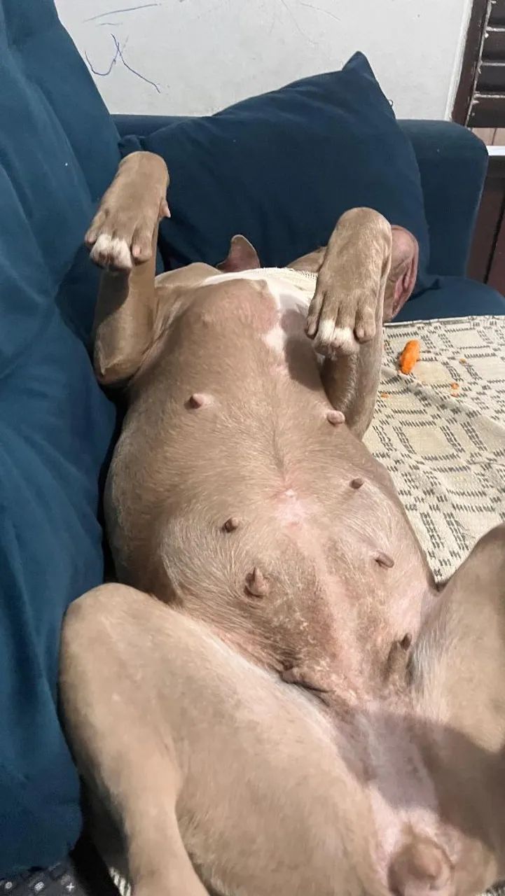 Adoçao responsável  - Foto 3