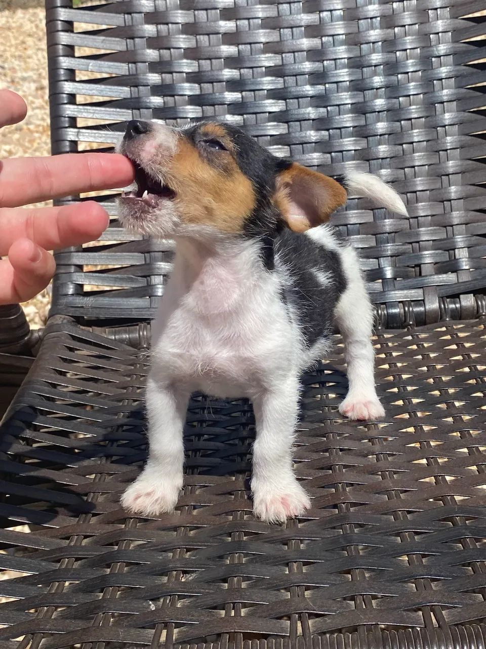 Jack russel terrier - Foto 2