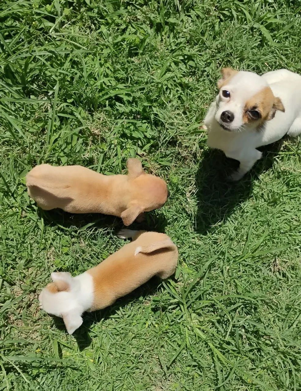 Chihuahua #MACHO - Foto 2